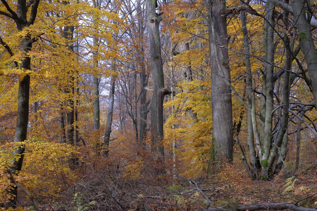 Buchen des Spessarts im Herbst | © Dr. Eberhard Pfeuffer
