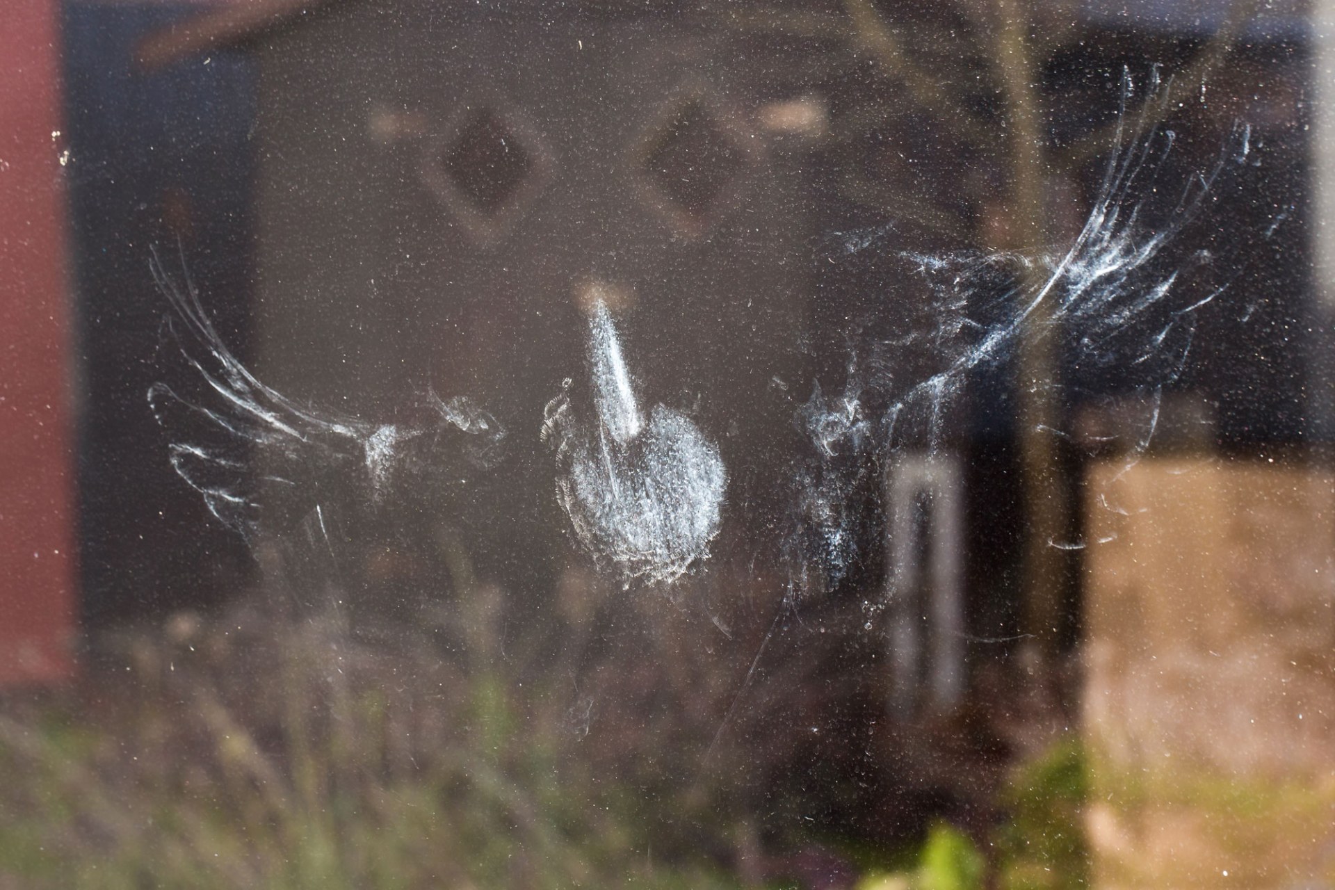 Ein Abdruck eines Vogels an einer Fensterscheibe, der wohl gegen die Scheibe geflogen ist | © Ralph Sturm