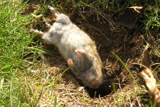 Tote Maus liegt neben ihrem Erdloch | © Christiane Geidel
