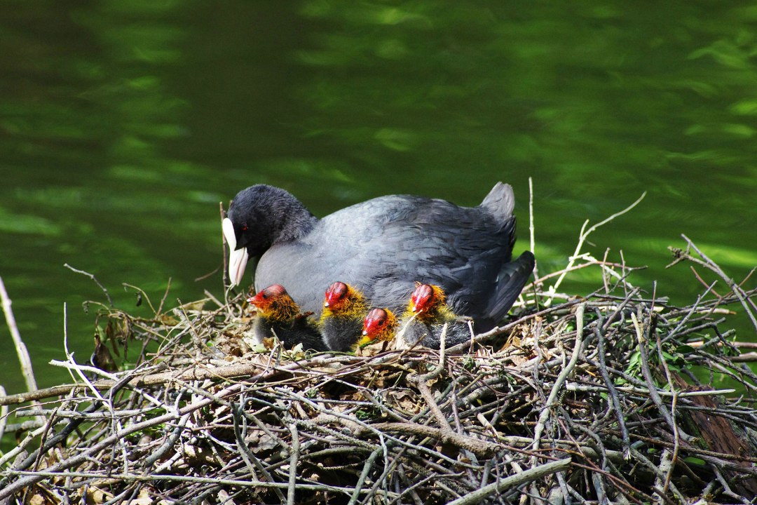 Blässralle mit Jungvögeln im Nest am Wasser | © Werner Borok