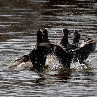 Blässhühner im Kreis im Wasser | © Hans Maier