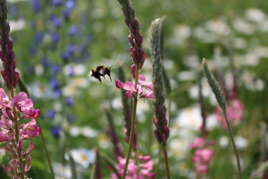 Wildbiene auf einer Blühfläche | © Christiane Geidel