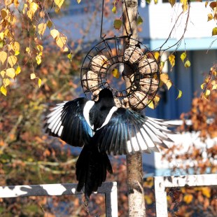 Elster versucht im Herbst an eine Futterstelle mit Meisenknödeln an zufliegen, man sieht sie von hinten mit ausgebreiteten Flügeln | © Walter Reichert