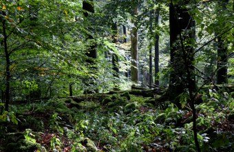 Wald | © Dr. Eberhard Pfeuffer