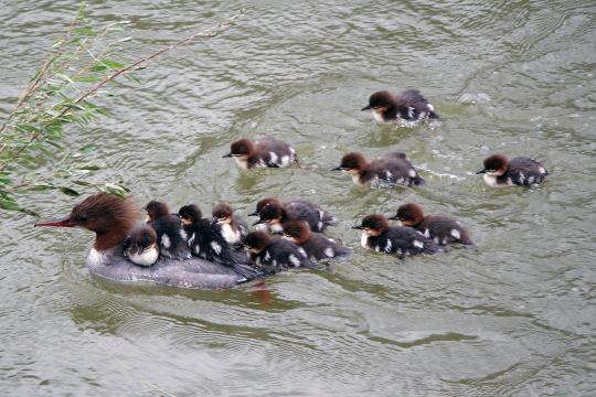 Gänsesäger-Weibchen mit vierzehn Küken auf dem Wasser | © Julia Roemheld