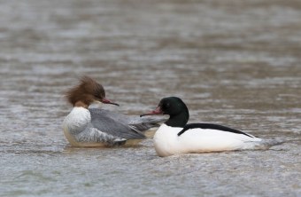 Gänsesägerpaar | © Rosl Rößner