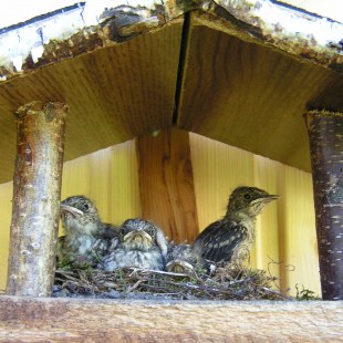 Gartenrotschwanz Nestlinge in einem selbstgebauten Häuschen | © Manuela Ritter