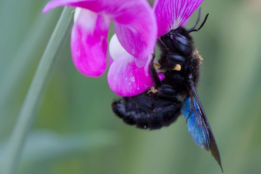 Grosse Holzbiene an einer Blüte | © Markus Glässel
