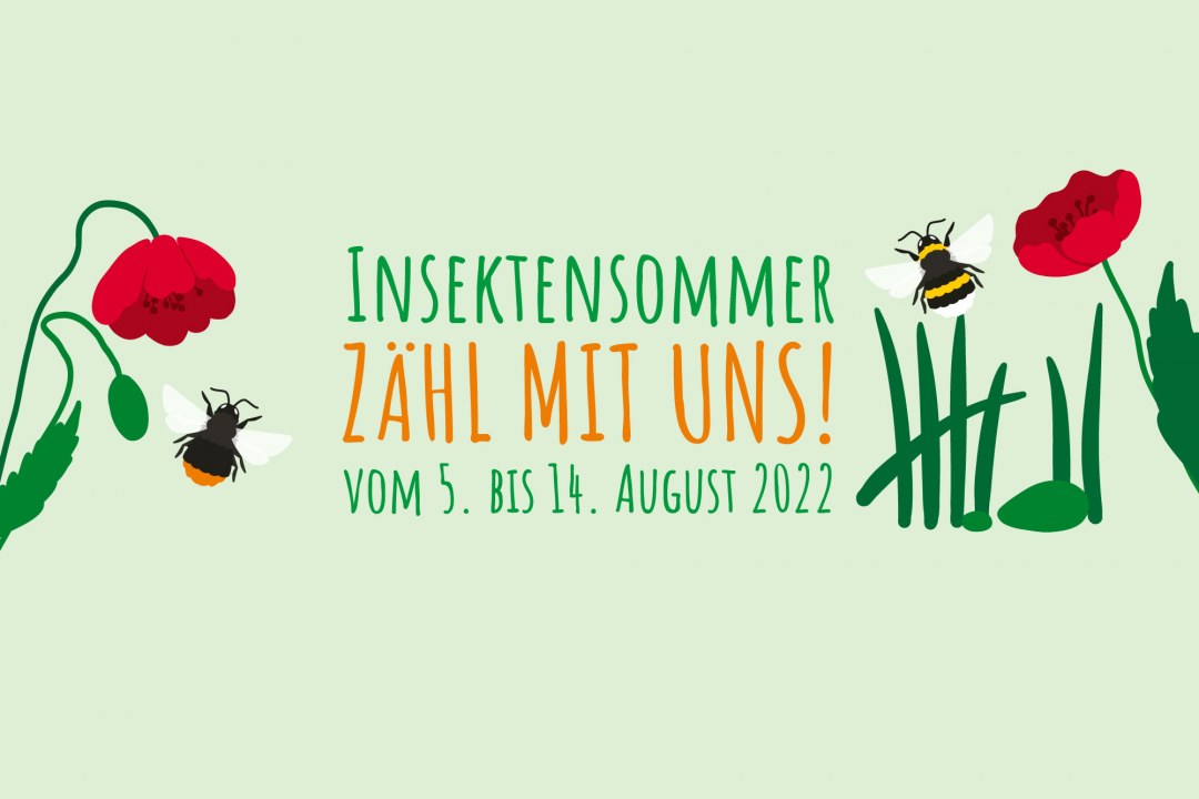 Insektensommer - zähl mit uns! | © LBV