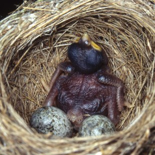 Gelege mit frisch geschlüpftem, nackten Kuckuck. Im Nest liegen noch zwei grünlich schwarz gesprenkelte Eier | © H. Lutschak