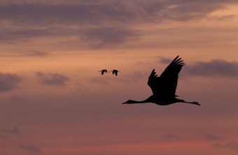 Kranichzug | © Rosl Rößner