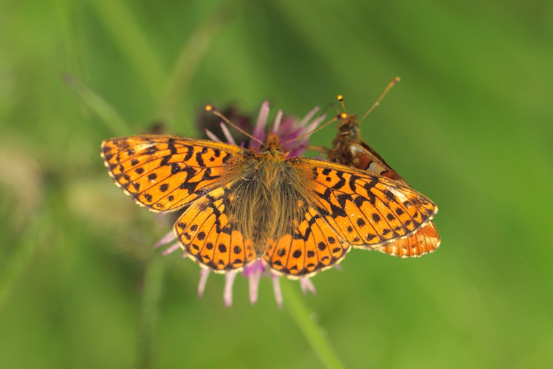 Mädespüß-Perlmutterfalter ist ein orangefarbener Schmetterling mit schwarzem gepunkteten und gebänderten Muster | © Petra Altrichter