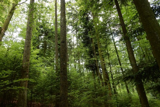 LBV-Naturwald Sauloch Blick in die Baumkronen | © Dr. Christian Stierstorfer