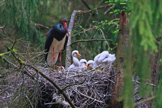 Schwarzstorch steht im Nest, vier weiße Jungvögel mit gelben Schnäbeln sitzen neben neben ihm | © Hans Schönecker