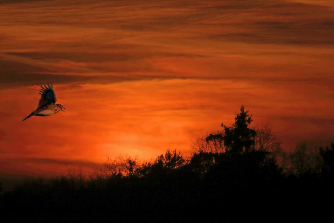 Vogel vor einem Sonnenuntergang | © Carl Peter Herbolzheimer
