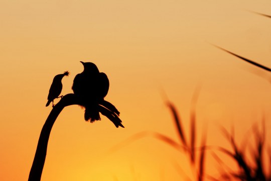 Kuckuck mit Wirtsvogel | © if...-Productions/Filmperlen