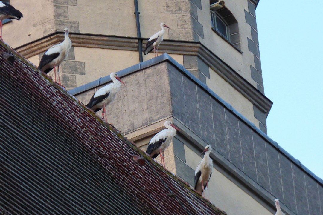 Fünf Störche sitzen im Trupp auf einem Kirchendach | © Heide Källner