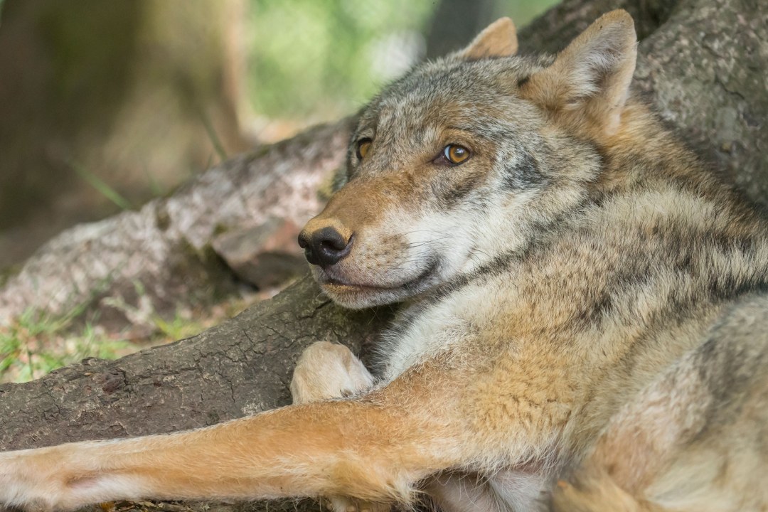 Wolf in der Halbtotalen, er liegt angelehnt an einen Baumstamm | © Ralph Sturm