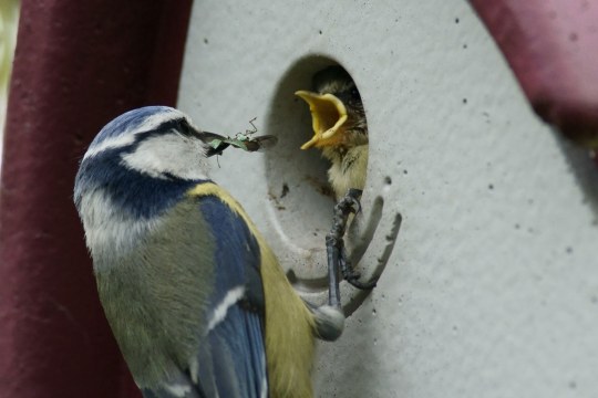 Blaumeise füttert Jungvogel, der noch im Nistkasten sitzt und den Schnabel aufsperrt | © Hans Schaffelhofer