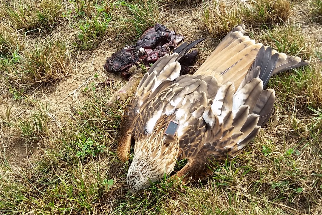 Toter Rotmilan liegt am Boden neben einem Fleischstück. Er hat einen Sender auf dem Rücken | © Wasserschutzpolizei Beilngries (Richter)