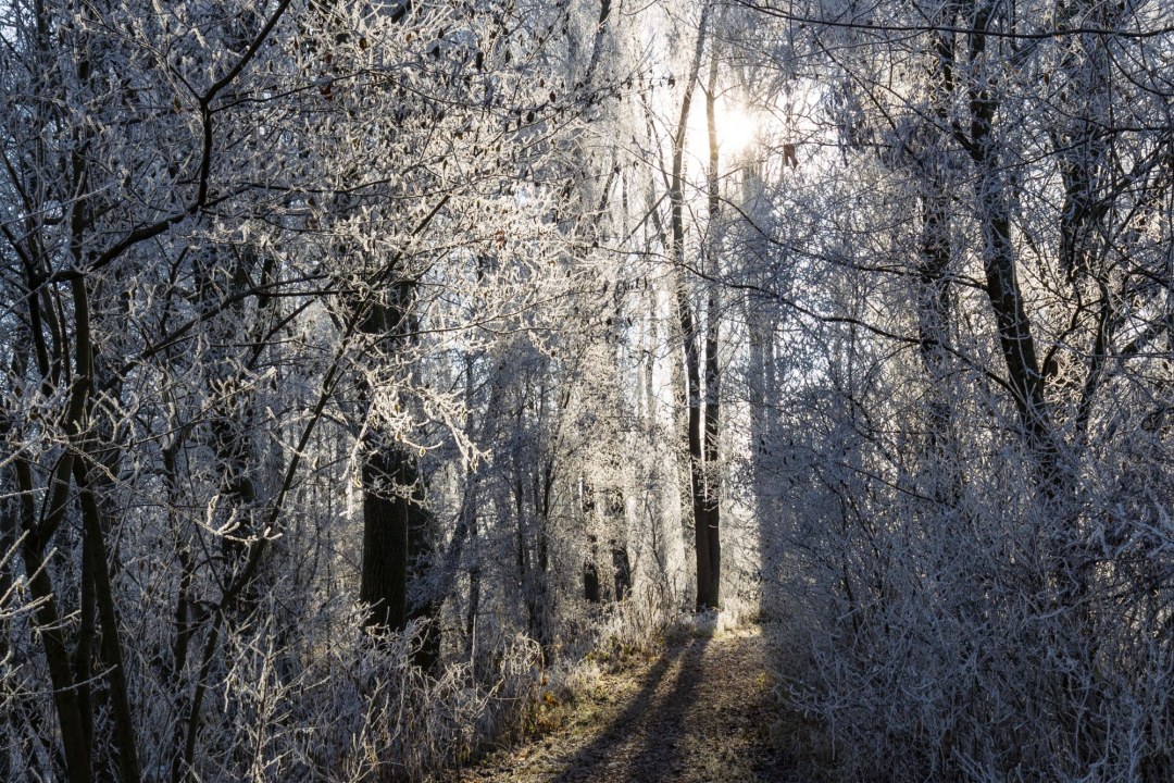 Waldweg im Winter | © Marcus Bosch