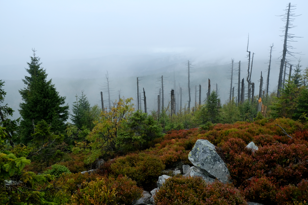 Bayerischer Wald, Blick auf Nebellandschaft vom Berg Lusen | © Dr. Eberhard Pfeuffer