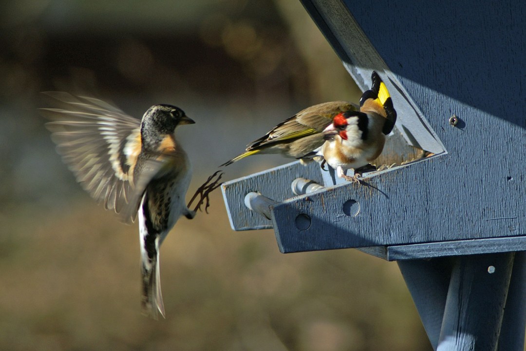 Bergfink will an Futterhaus anfliegen, darauf sitzen aber schon ein Stieglitz und ein Grünfink | © Hans-Dieter Rauer