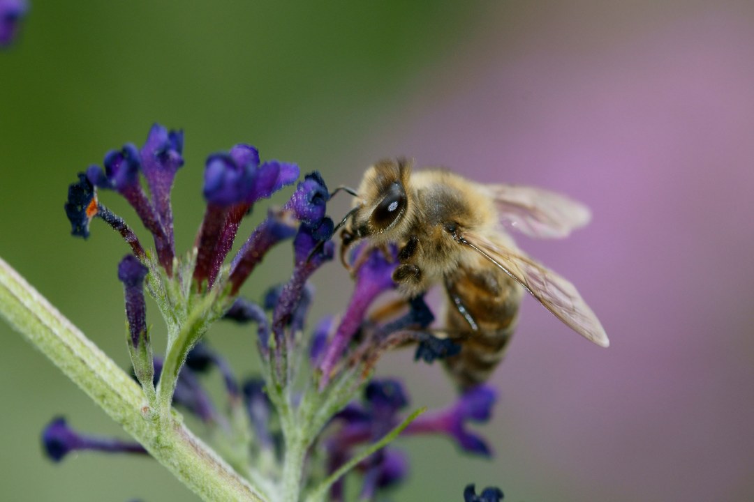Biene auf Sommerflieder | © Hans Schaffelhofer