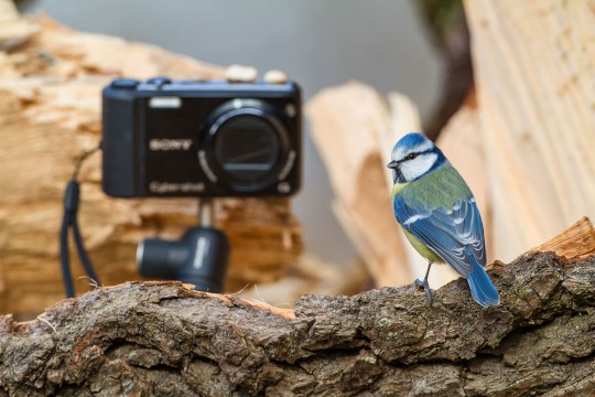 Blaumeise vor einer Sony-Kamera | © Erich Obster