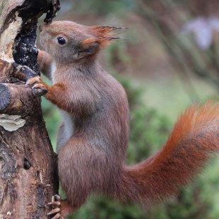 Rot-braunes Eichhörnchen klettert an einem dünnen Baum hoch und inspiziert ein Loch im Baum | © Reinhold Peisker