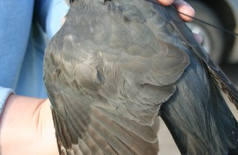 Kuckuck mit großer Flügellänge | © Dr. C. Hewson