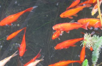 Goldfische im Teich | © Birgit Helbig
