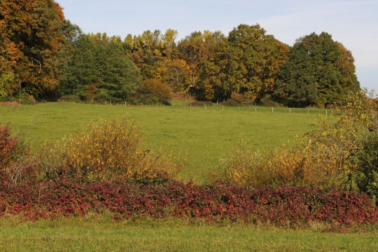 Grünland mit Wald im Hintergrund und Hecken im Vordergrund | © Dr. Eberhard Pfeuffer