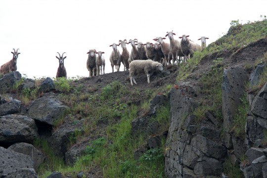 Schafe im LBV-Schutzgebiet Basaltbruch Zinst | © Julia Römheld