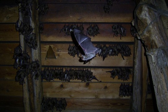 Viele Fledermäuse die an der Decke eines Hausdaches hängen | © Dr. Andreas Zahn
