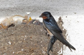 Rauchschwalbe am Nest mit Jungen | © Dieter Hopf