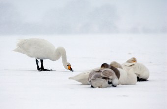 Vier Singschwäne auf dem Eis im Winter umgeben von Schnee. Drei liegen, einer steht | © Hans Clausen