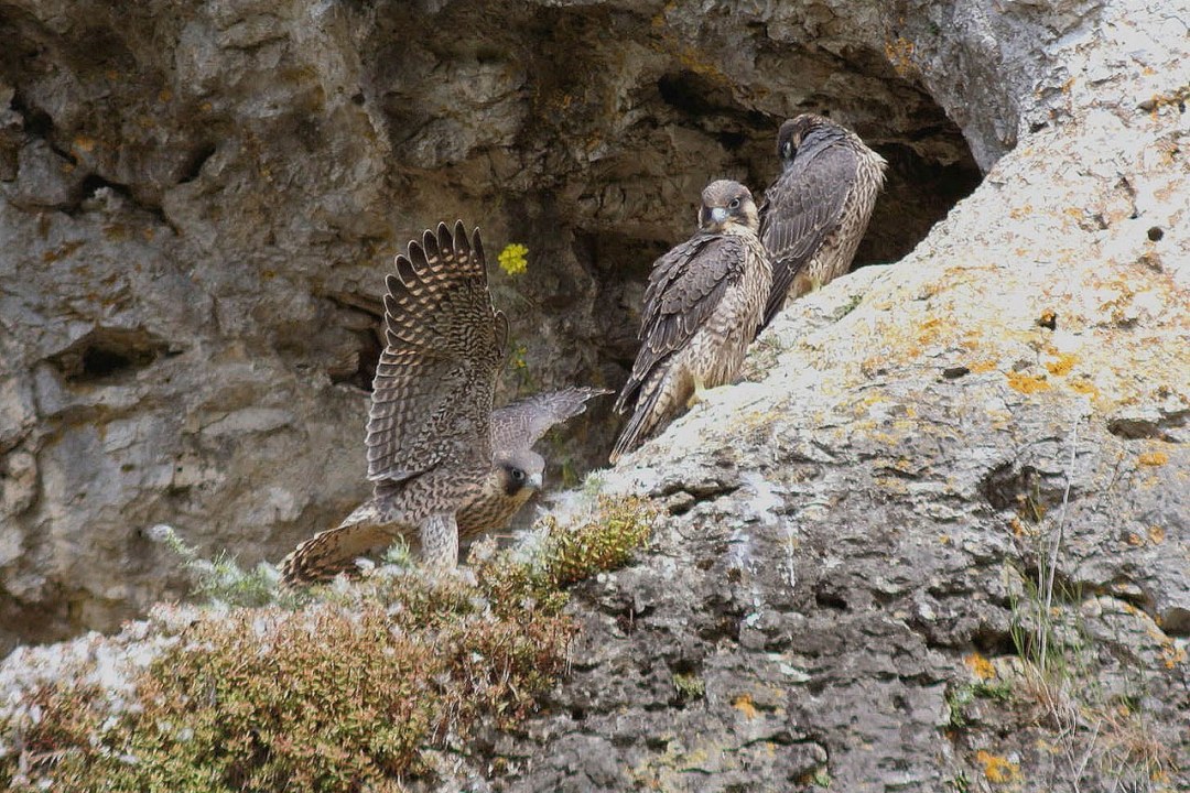 Drei Wanderfalken Jungvögel auf einem Felsen, einer breitet die Flügel aus | © E. Abel