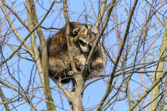Zwei Waschbären hängen in einem Baum mit kahlen Ästen, sie scheinen zu schlafen | © Christoph Bosch