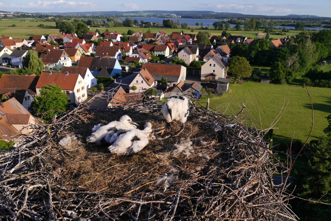 Kontrolle von drei jungen Weißstörche im Nest | © Bernhard Langenegger