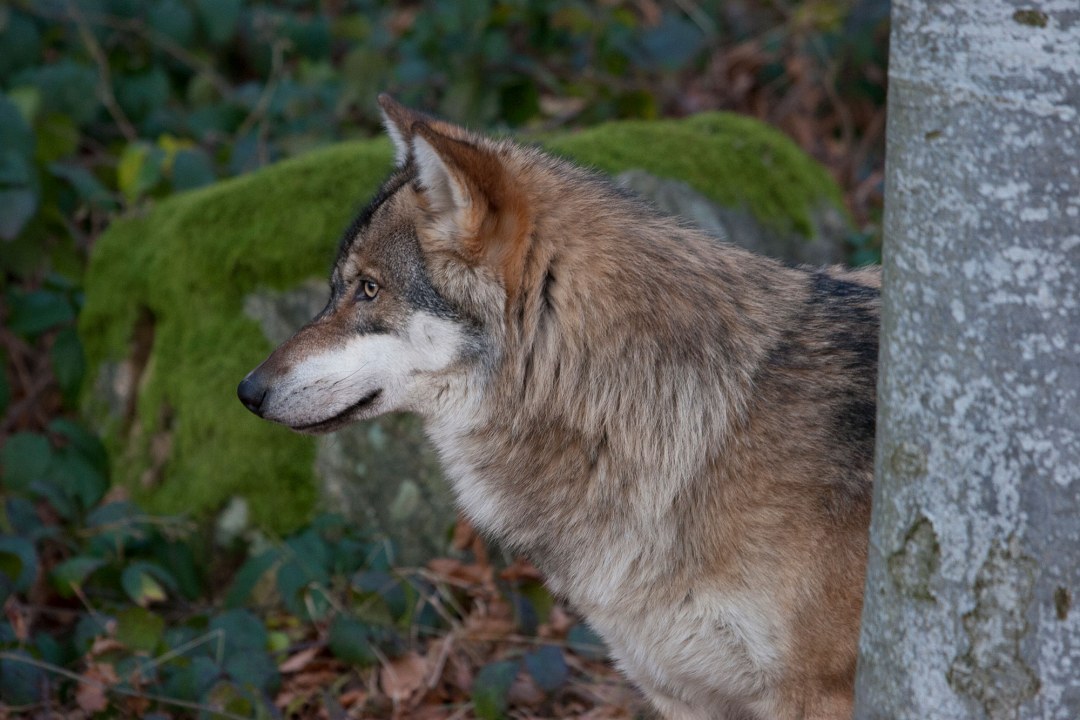 Wolf im seitlichen Profil | © Marcus Bosch
