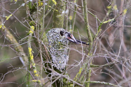 Schwanzmeise sitzt vor ihrem Nest, was sehr kunstvoll an einem Baum gebaut wurde | © Dr. Christoph Moning