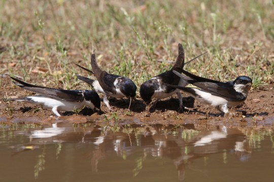 Vier Mehlschwalben holen an einer lehmigen Wasserstelle Material für ihren Nestbau | © Dr. Christoph Moning