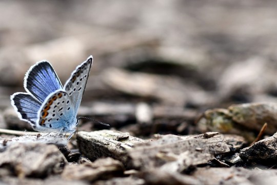 Argusbläuling, ein blauer Schmetterling sitzt am Boden | © Sabine Gasper