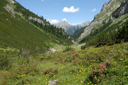 Bergwiese Lechtaler Alpen | © Dr. Eberhard Pfeuffer