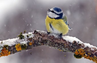 Blaumeise sitzt auf einem Ast und es schneit. Sie schaut nach links oben | © Martin Fischhaber