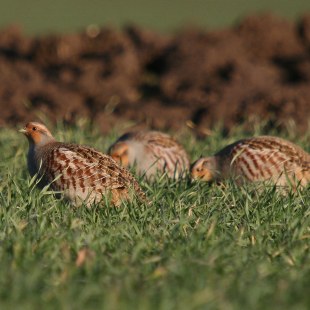 Drei ausgewachsene Rebhühner fressen im niedrigen Gras | © Dr. Christoph Moning