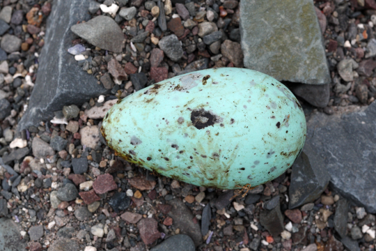 gesprenkeltes bläuliches Trottellummen-Ei auf Steinboden | © Frank Derer