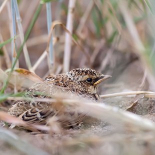 Feldlerchen-Nestling | © Markus Gläßel