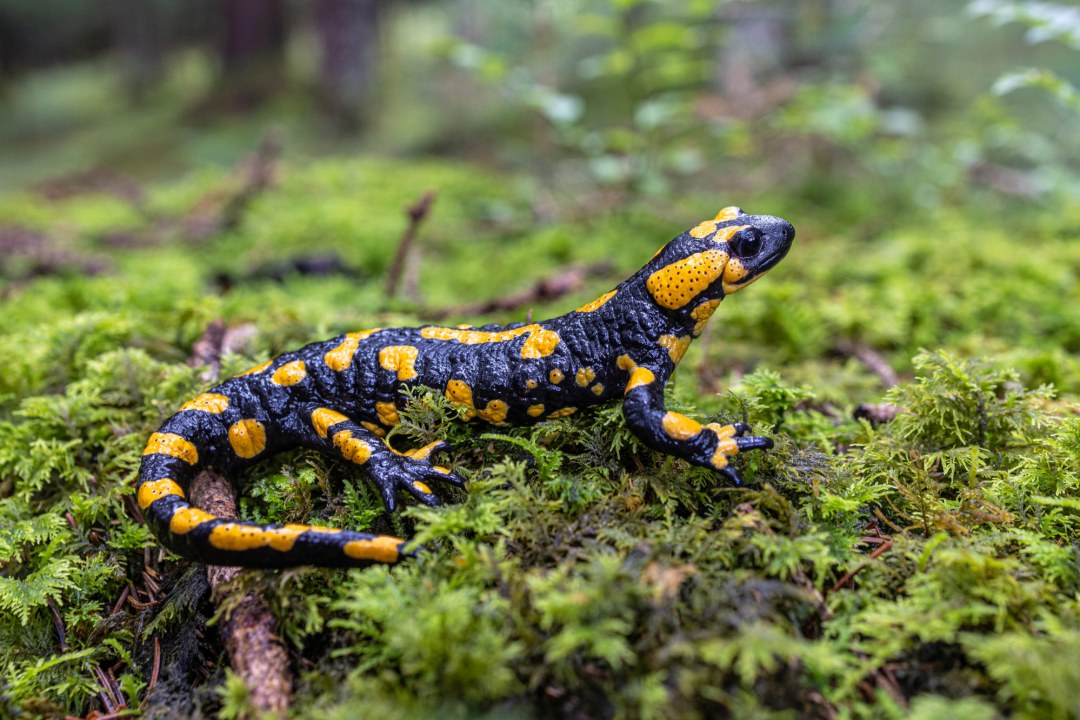 Man sieht einen schwarzen Salamander mit gelben Flecken auf grünem Moosbett. | © Andreas Hartl